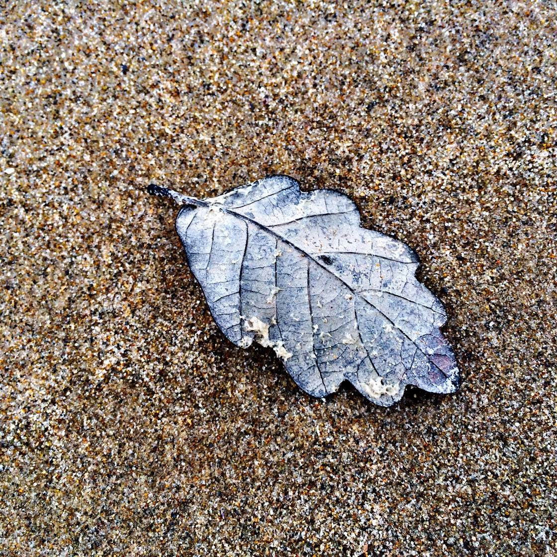 iPhone Photos of Leaves 20 no script