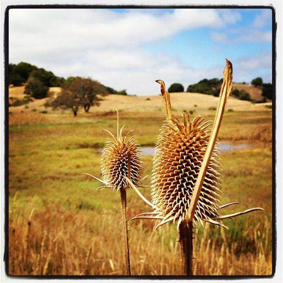 DryThistle no script