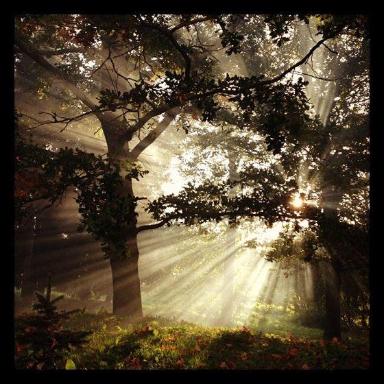 30 Incredible iPhone Photos of Trees and Forest