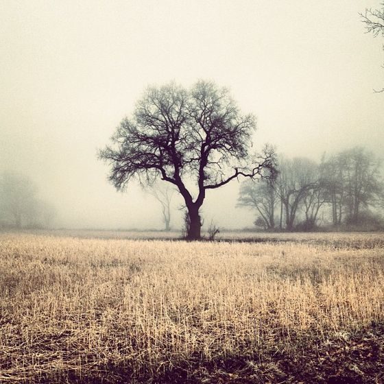 30 Incredible iPhone Photos of Trees and Forest