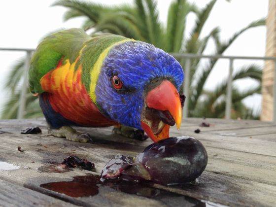 RainbowLorikeet no script