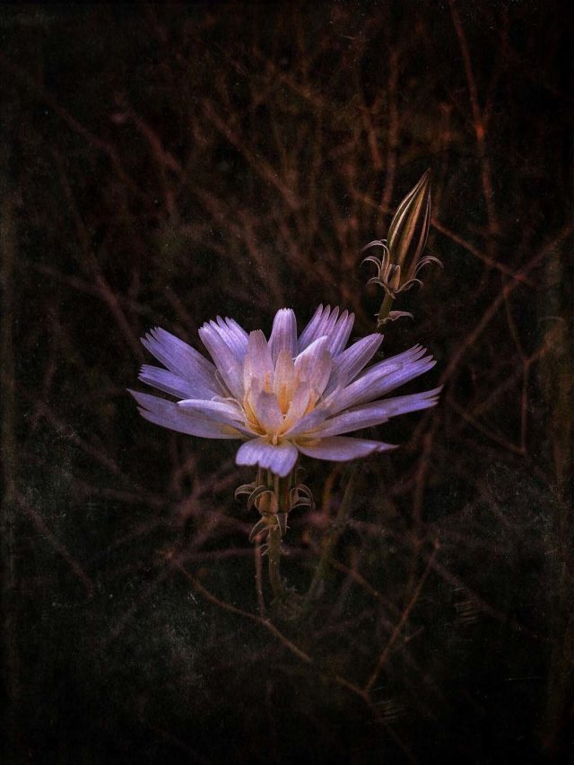 30 Beautiful Photos Of Flowers Taken With The iPhone