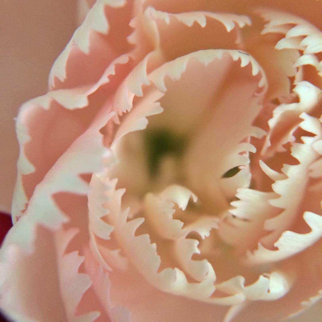 30 Beautiful Photos Of Flowers Taken With The iPhone