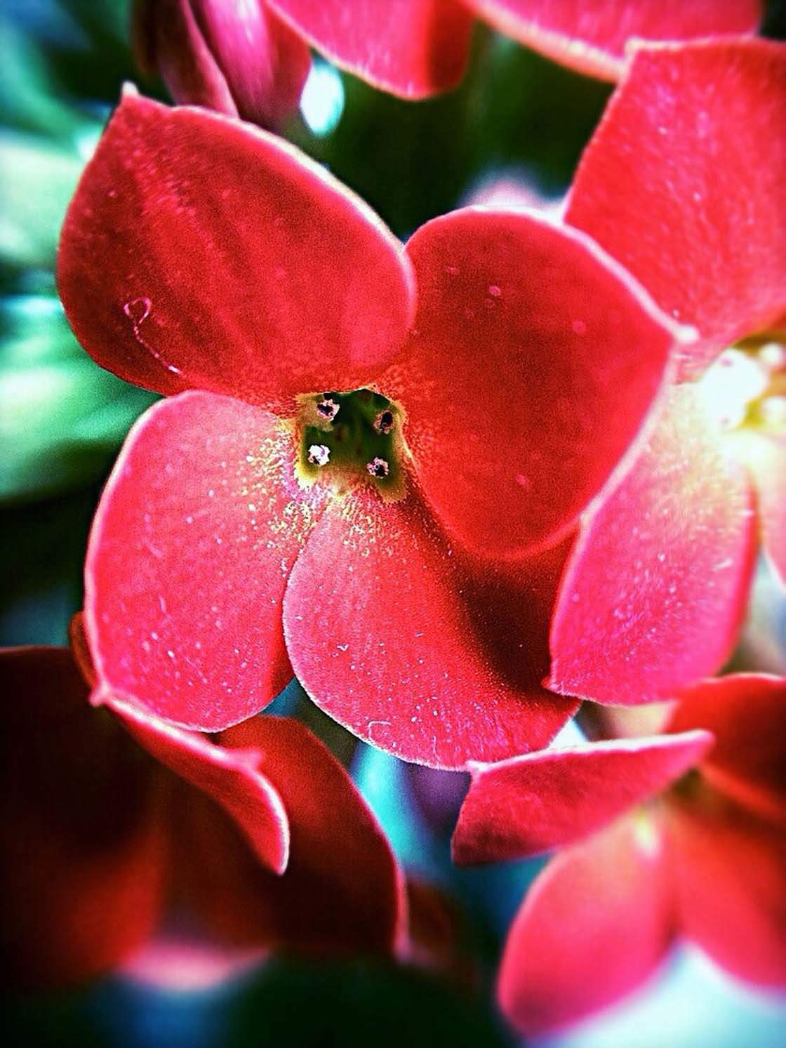 30 Beautiful Photos Of Flowers Taken With The iPhone