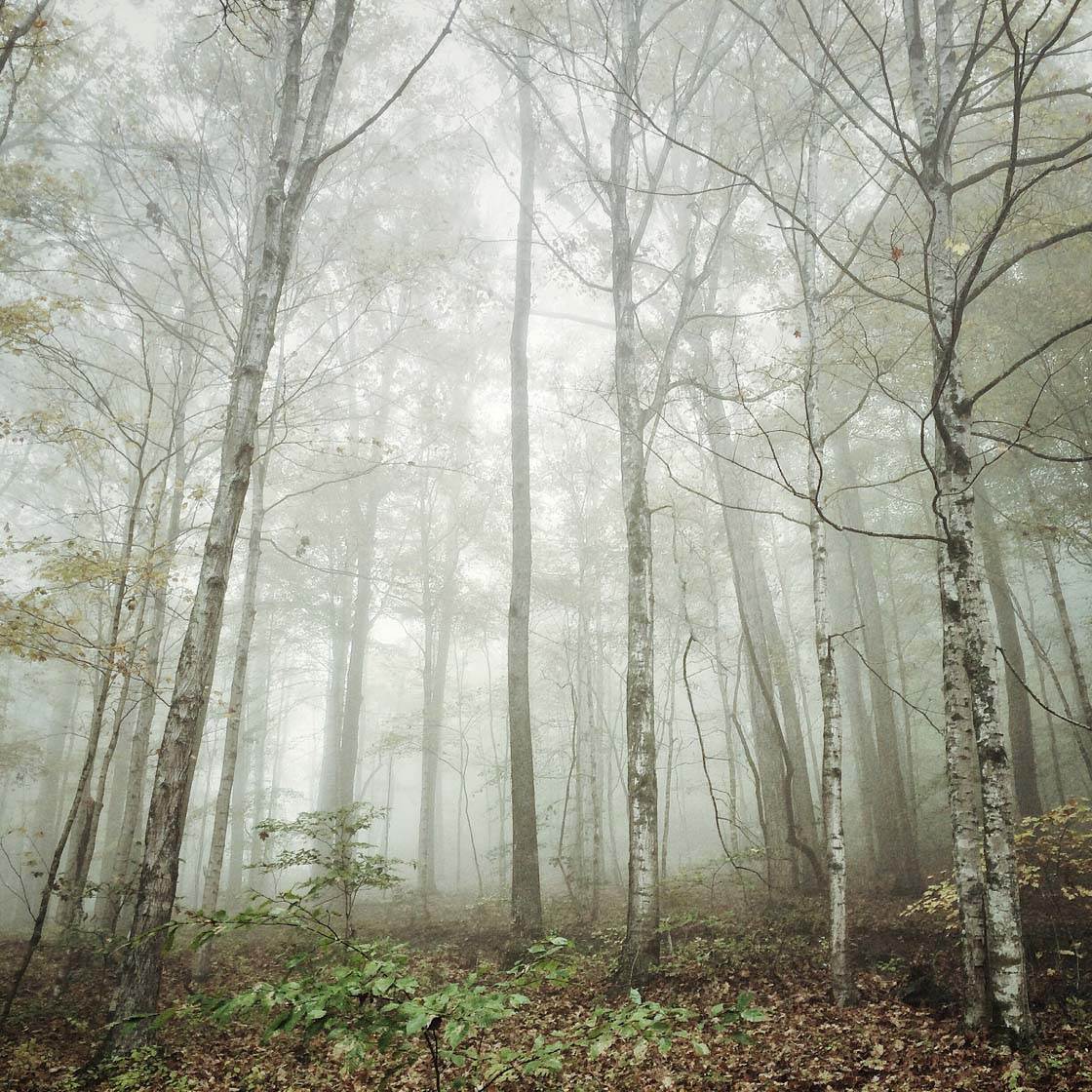 10 Tips For Taking Beautiful iPhone Photos In Mist & Fog