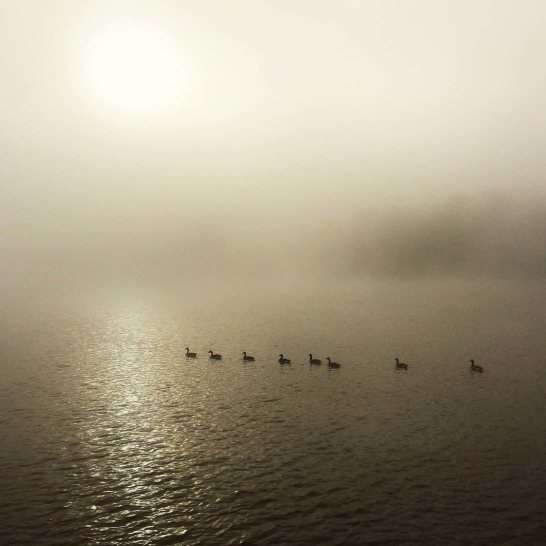 tåge tåge iPhone fotos 24