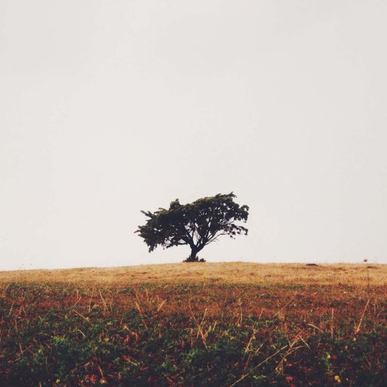 10 Tips For Taking Incredible iPhone Photos Of Trees