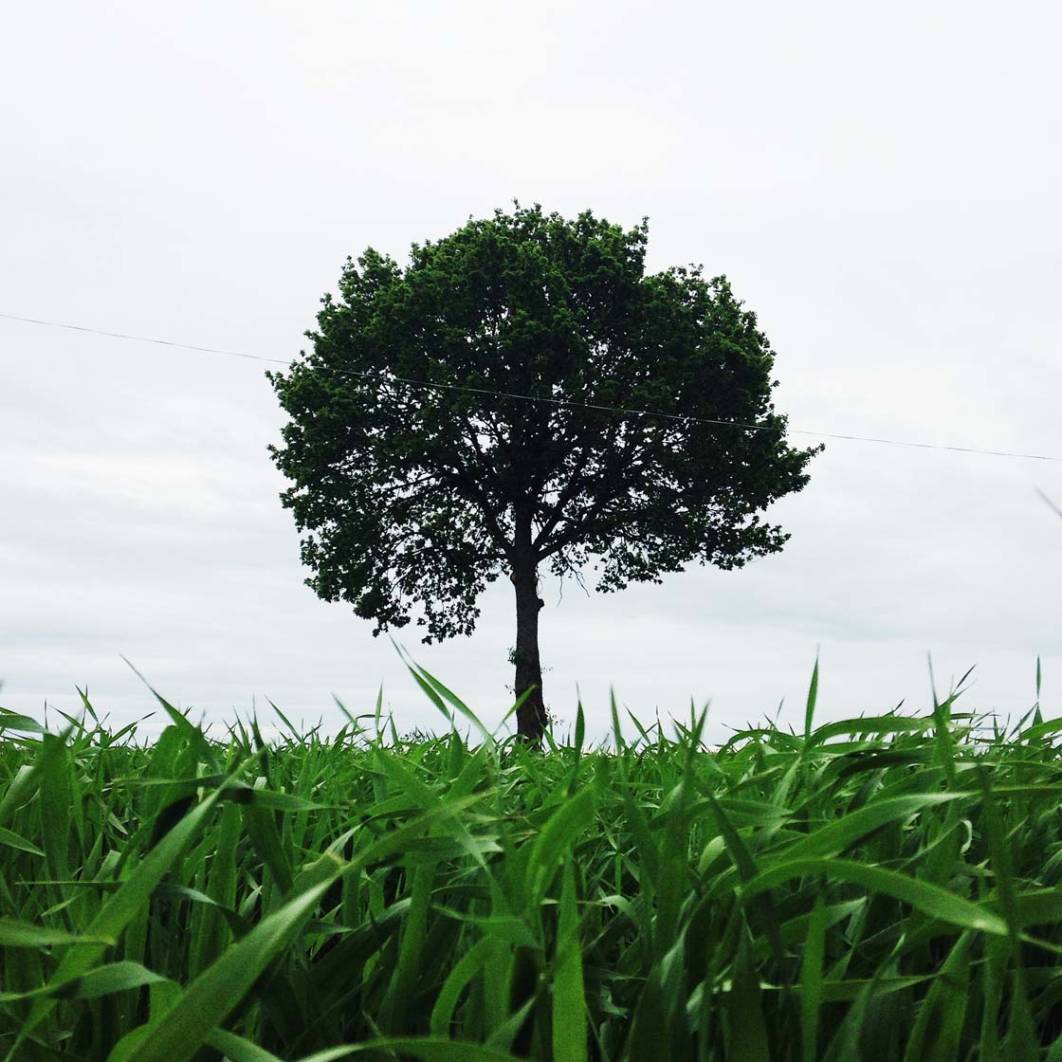10 Tips For Taking Incredible iPhone Photos Of Trees