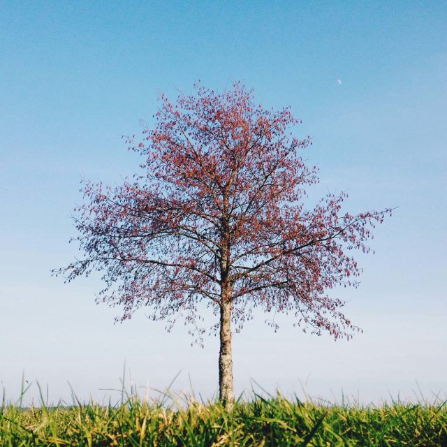 10 Tips For Taking Incredible iPhone Photos Of Trees