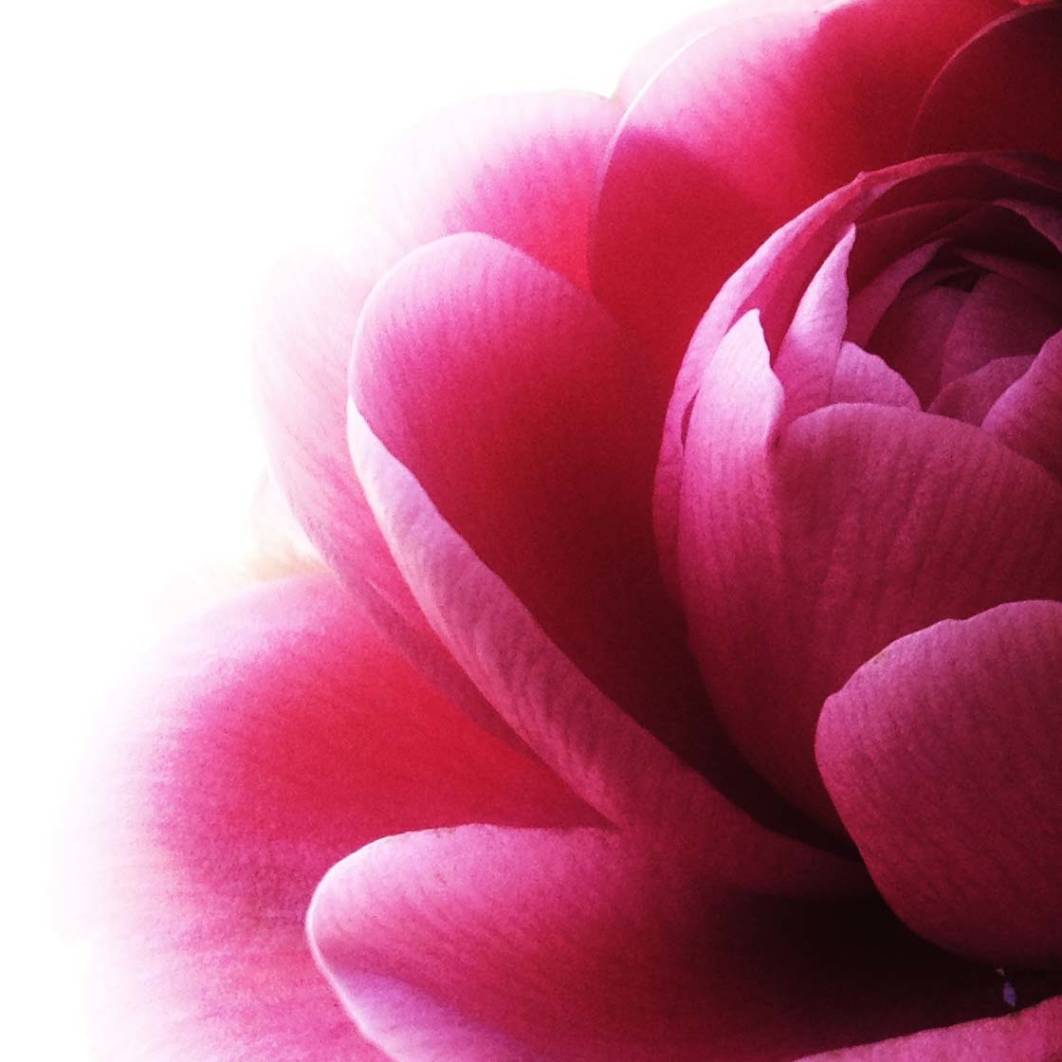 11 Tips For Taking Beautiful IPhone Photos Of Nature