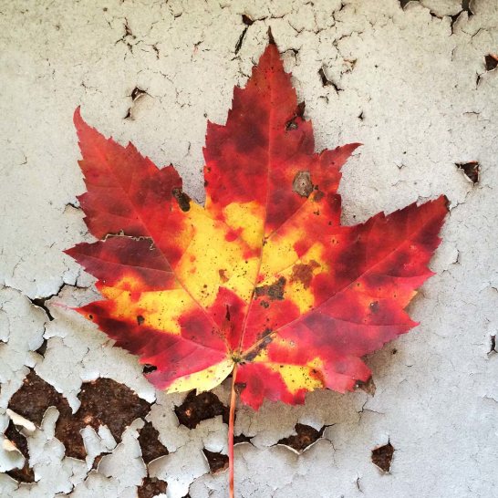 11 Tips For Taking Beautiful iPhone Photos Of Nature