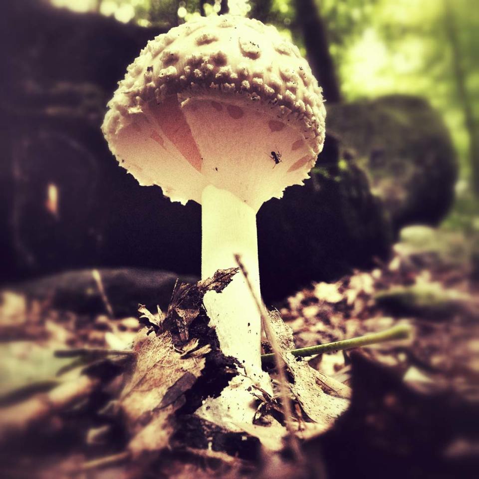 11 Tips For Taking Beautiful iPhone Photos Of Nature