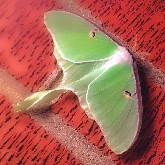 11 Tips For Taking Beautiful iPhone Photos Of Nature